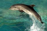 Николаевгосрыбоохрана спасла дельфина, заплывшего в Днепро-бугский лиман