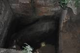 В Николаеве корова упала в выгребную яму: животное доставали спасатели 