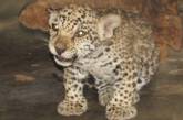 В Николаевском зоопарке показали подросших детенышей ягуара. ФОТО