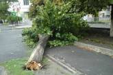 На проспекте Центральном в Николаеве на тротуар рухнуло дерево