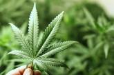 Правительство Грузии задумалось о выращивании и экспорте марихуанны