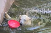 В «Николаевском зоопарке» показали белого медвежонка Сметанку