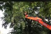 В Николаеве живое дерево «кронировали» экскаватором. ВИДЕО