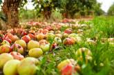 В украинских садах гниют яблоки: мелкие производители не собирают урожай из-за низких цен