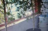 Полиция разыскивает николаевца, который выращивал на балконе 10 кустов конопли