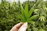В Канаде в первый день легалайза продали марихуаны на миллионы долларов