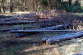 На Херсонщине продолжают вырубывать лес