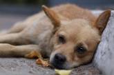 Программа Веселовской по бездомным собакам прошла исполком и также будет вынесена на сессию горсовета