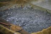 В водоемы Николаевщины выпущено с начала года более 2 миллионов рыб
