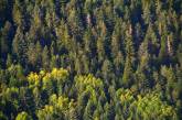 На Николаевщине райгосадминистрация незаконно продала участок леса стоимостью более 1 млн грн