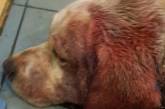 Разорваны уши и огромные гематомы: в Киеве на женщину с собакой натравили бойцового пса