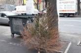 В Одессе мужчина выбросил прошлогоднюю елку за 3 дня до Нового года