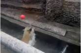 В Николаевском зоопарке показали веселые игры белого медвежонка Сметанки