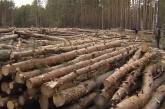 В Украине заявили о рекордном восстановлении лесов