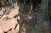 В зоопарке Флориды на двухлетнюю девочку напал носорог