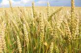 Впервые за 6 лет мировое потребление пшеницы превысило производство