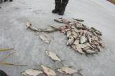 На Николаевщине браконьеры за два дня  выловили рыбы почти на 14 тысяч гривен