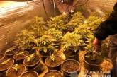 На Николаевщине 22-летний «агроном» в специально оборудованном помещении выращивал коноплю