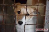 В Николаеве собаки умирают от сердечного глиста. ФОТО 18+