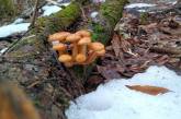 В Чернобыльской зоне отчуждения из-под снега сами пробились съедобные грибы