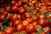 В Украину снова не пустили партии томатов, зараженных южноамериканской молью