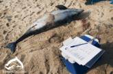 У берегов Евпатории массово гибнут дельфины