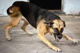 В Николаеве бешеная собака искусала 12 человек — отловлены 27 контактных животных