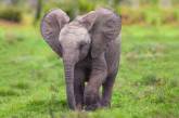В Николаевском зоопарке скоро появятся слоны