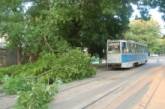 На Потемкинской упавшие ветки заблокировали движение трамваев