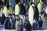 В Антарктиде глобальное потепление убило колонию императорских пингвинов