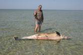 С выводом экспертов о расстреле уже мертвых дельфинов не согласны ни экологи-общественники, ни сотрудники РЛП «Кинбурнская коса»