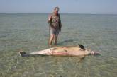 Заключение экологической инспекции: на телах дельфинов, найденных на берегу Черного моря, следов огнестрельных ранений не обнаружено