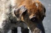 В Луганской области будут судить мужчину, который убил собаку, выбросив ее из окна
