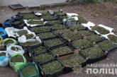 В Запорожской области группа наркоторговцев выращивала и продавала коноплю на 2 млн ежемесячно