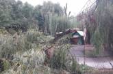 В Николаевском зоопарке показали результаты непогоды — сломаны деревья и некоторые вольеры