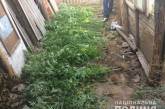 На Николавщине  поймали наркомана, который выращивал коноплю сразу на двух участках