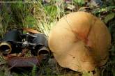 В Чернобыльском заповеднике показали гигантские грибы, которые нельзя собирать