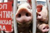 Вспышка АЧС на Николаевщине: зараженные туши свиней нашли на обочине трассы