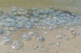 На популярном курорте в Одесской области обнаружены опасные медузы