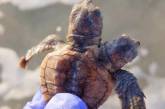 Найдена редкая двухголовая черепаха. ФОТО