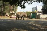 В Харькове рядом с детским садом обнаружили гуляющего слона. ВИДЕО