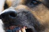Под Запорожьем бродячие собаки насмерть загрызли пенсионерку