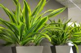 Ученые выяснили, очищают ли комнатные растения воздух
