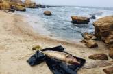 На пляжи Одессы вынесло мертвых дельфинов