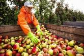 В США вывели сорт яблок, которые год не портятся