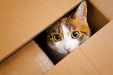 Кот забрался в посылку и восемь дней прожил в ящике без воды и пищи