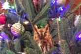 В США девочка обнаружила на рождественской елке живую сову