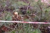 В николаевских парках злоумышленники начали рубить елки