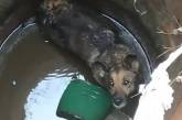 В Украине из-за шума новогодних праздников собаки массово прятались в колодцах