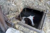 На Николаевщине спасатели достали из ямы корову